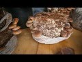 Сушка грибов  Shiitake