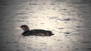 Great Northern Diver
