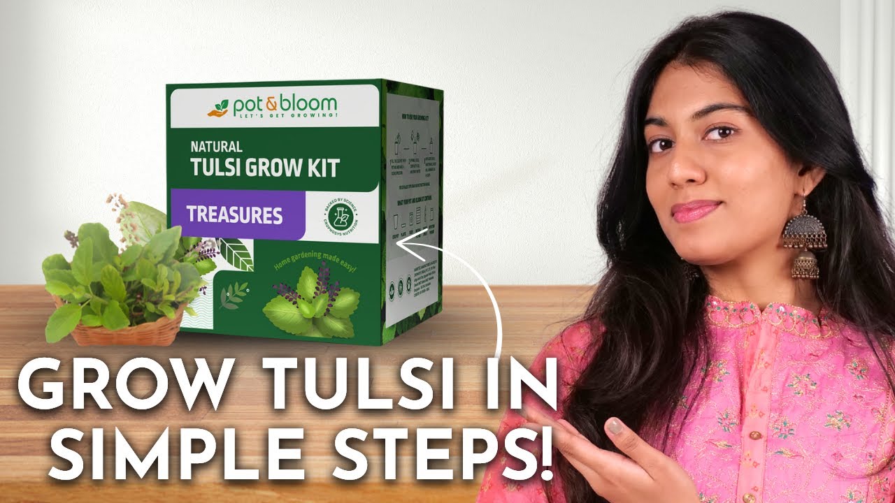 Want a Tulsi Plant at Home? THIS Kit Makes It Easy — Watch Now!