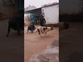 mata rani stutes song