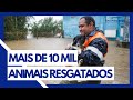 HOSPITAIS FORAM IMPROVISADOS PARA ATENDER ESSES ANIMAIS