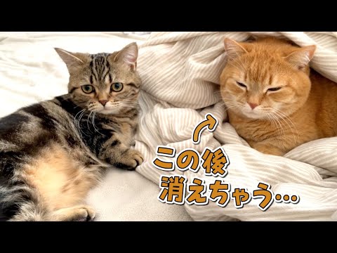 寝ていたはずの兄猫が突然いなくなっちゃった時の子猫の反応が可愛い！