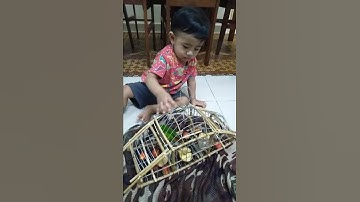 serindit jinak