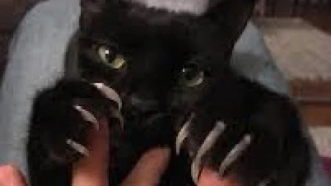 We own the night-ZOMBIES(sped up)