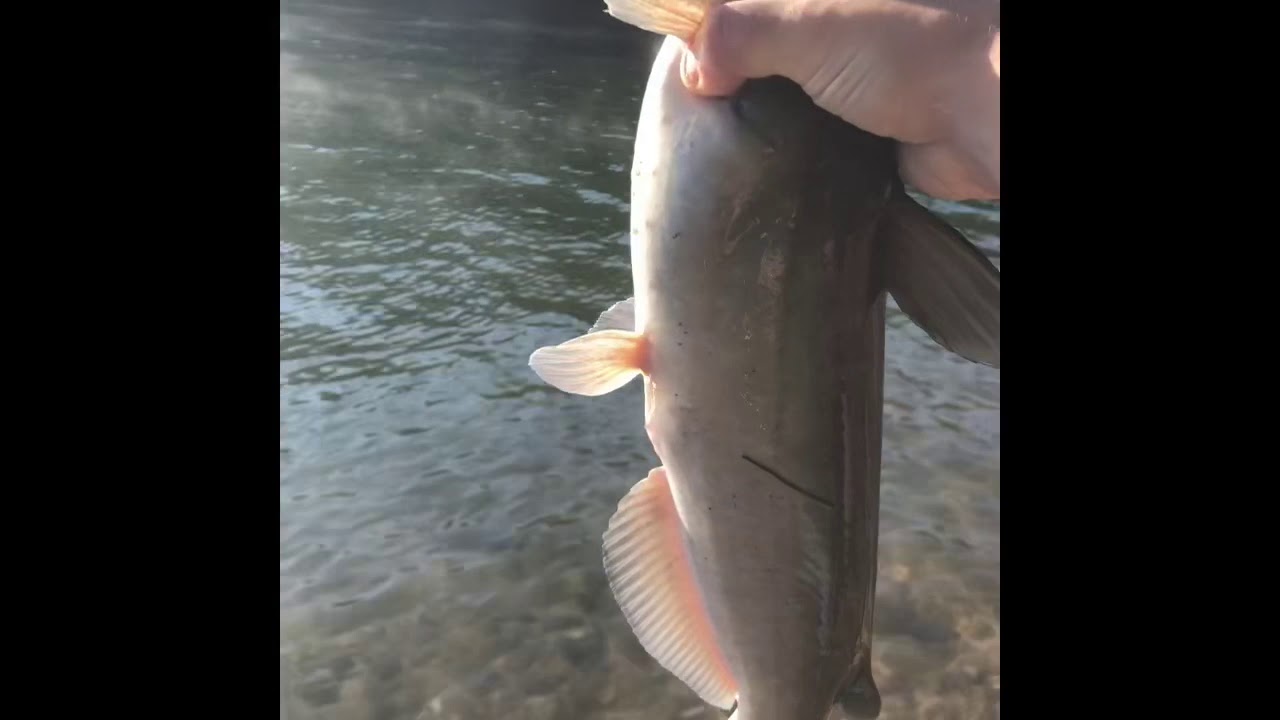 fish tales lake lanier fish tales lake lanier