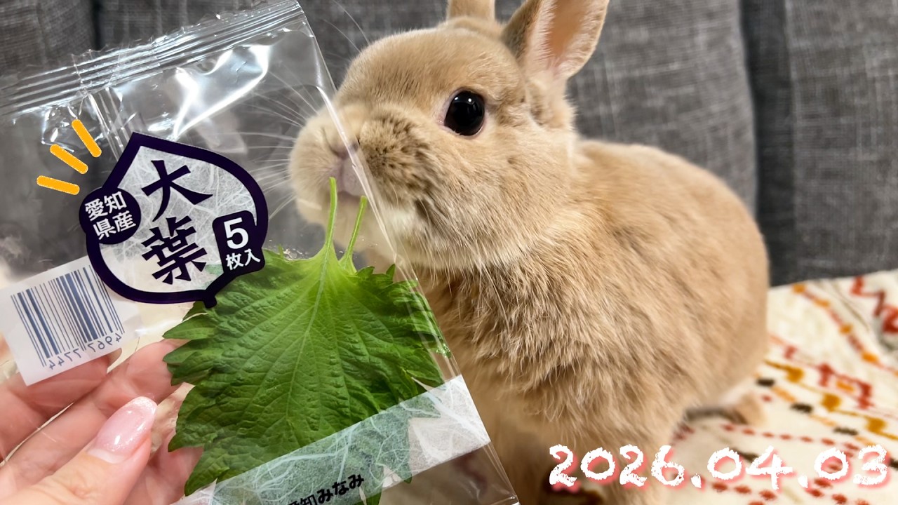 うまあああい💛久しぶりの大好物にキャッキャする愛うさぎさん🌿】毎日