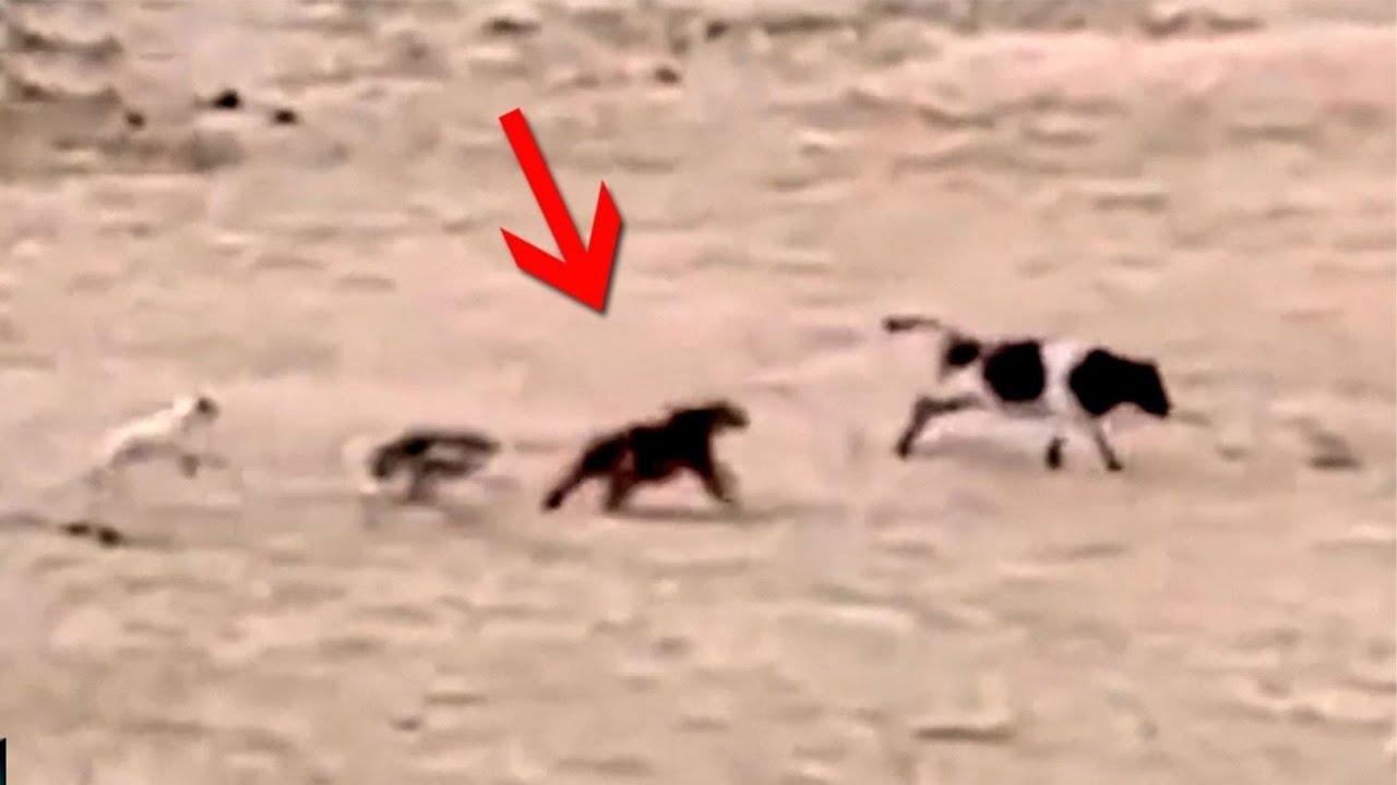 Невероятные моменты, запечатленные на камеру в идеальный момент.