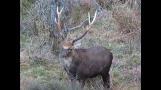 Roaring in Sika Stags and tips on how to keep them close