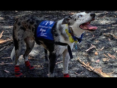 Videó: Pet Scoop: A korábbi katona a kutyával összeegyeztethető, Koalas megváltoztatta a fákat éjjel
