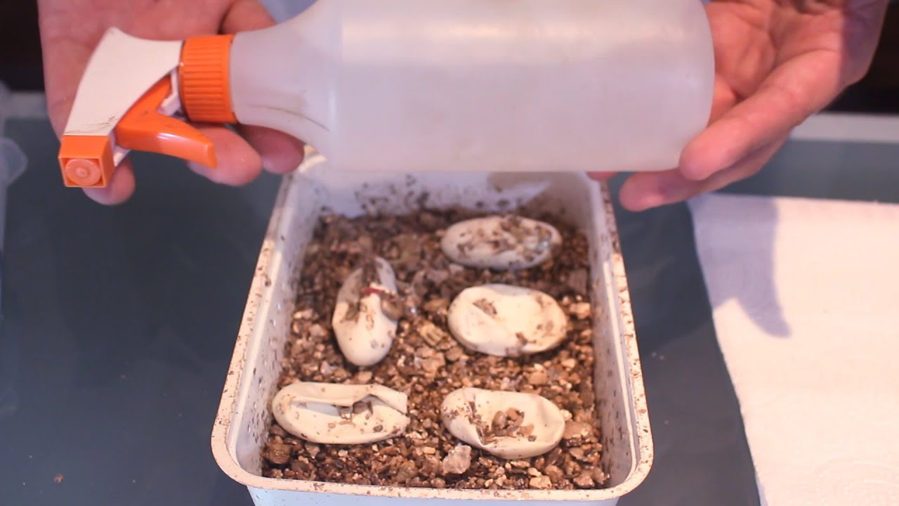 12 Agujeros Bandeja de Incubation de Huevos de Reptiles con termómetro Incubation de Huevos de Serpiente Lezard Gecko Yanhonin Herramienta de Incubation 