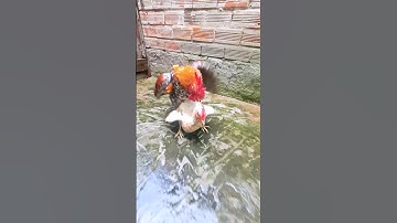 Gà Điều Đạp Mái 🐓🐥😊#thucung #shorts #short #shortvideo @ConGacubin