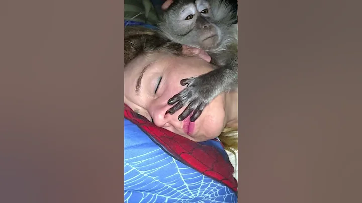 Wake up macaque hugs Angel Louise Bullock
