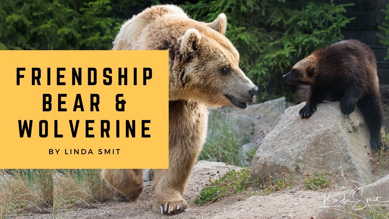 An incredible FRIENDSHIP between a BEAR and a WOLVERINE. Will they be