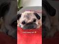 This Toothbrush Trend Is Supposed To Remind My Pug Of Her Mom†🥠❠️ Pug Dog Adorable This Toothbrush Trend Is Supposed To Remind My Pug Of Her Mom†🥠❠️ Pug Dog Adorable