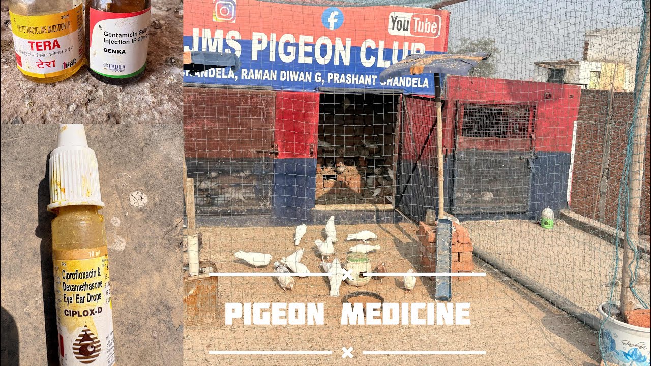 Vlog 7 kabutar bazi tournament ke Taiyari