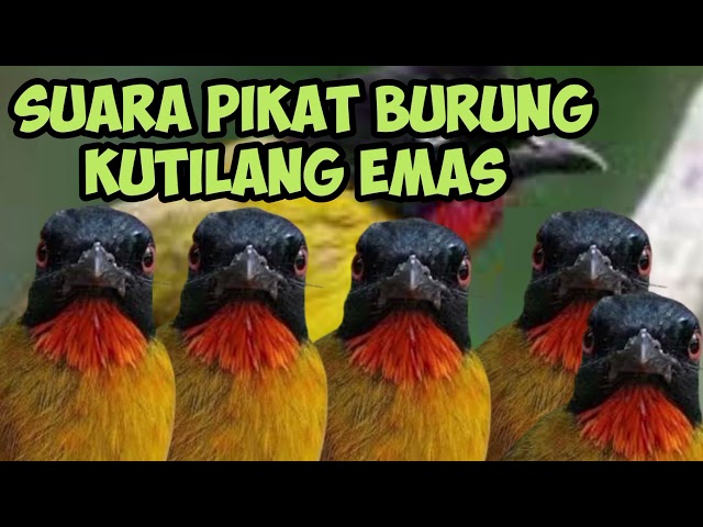 suara burung kutilang emas pikat terbaru 2023 || Suara pikat kutilang emas gacor class=