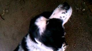 Dog Slobber