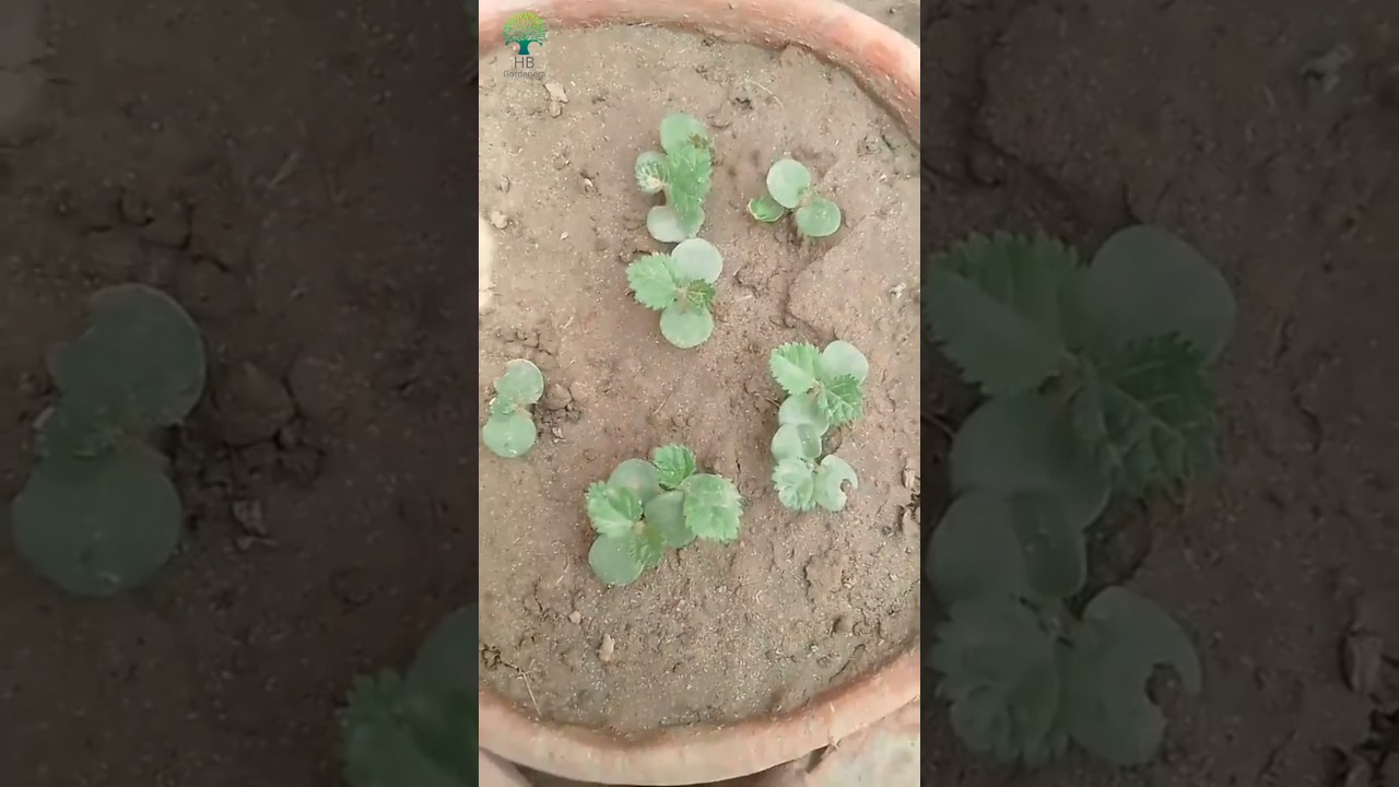 Grow Falsa (Sherbet Berry) in pots | Grow by seeds | HB Gardeners 