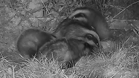 New Forest Explorers Guide - Badger cubs playing: a heart-warming scene