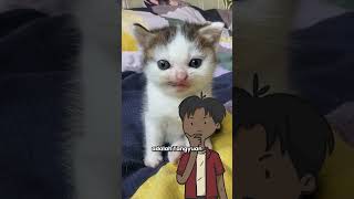 German Cat/Kucing Adolf Hitler