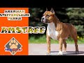 AMSTAFF - PİTBULL VE AMSTAFF FARKLARI - AMSTAFF ÖZELLİKLERİ