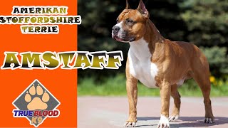 AMSTAFF - PİTBULL VE AMSTAFF FARKLARI - AMSTAFF ÖZELLİKLERİ