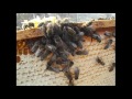 Рязанский тип карпатской пчелы на работе в Рязанской области и Подмосковье