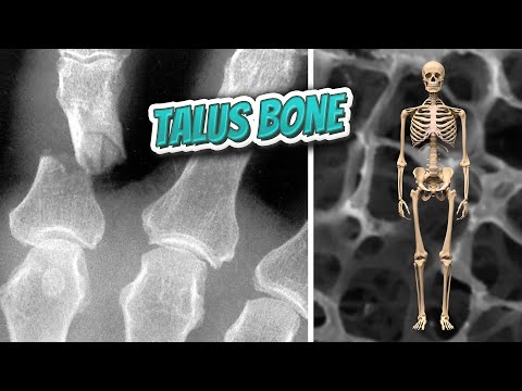 Talus bone 🦴