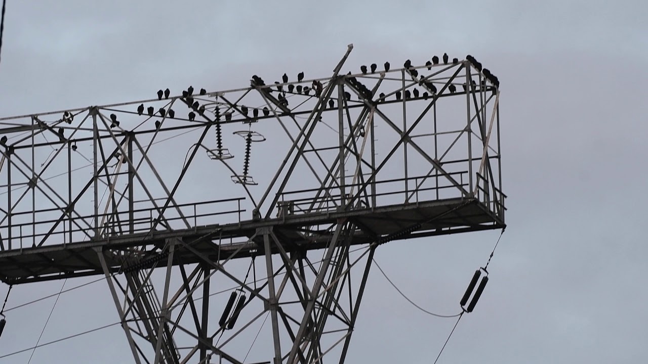 Black Vultures (Conowingo Dam) 