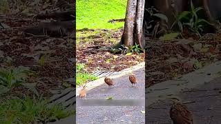 This Mother Hen Had an Incredible Survival Plan! 🐔