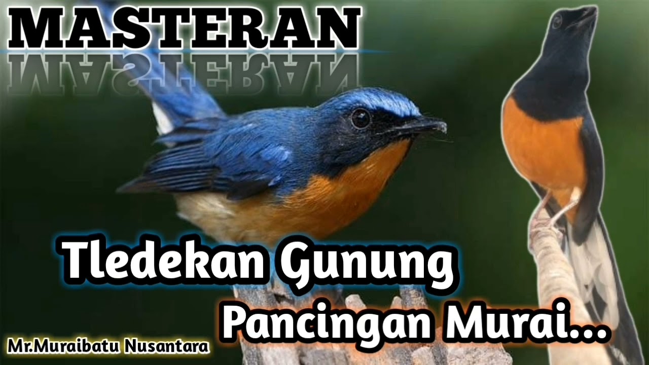 MASTERAN TLEDEKAN GUNUNG DAN PANCINGAN BUAT MURAI BATU AGAR NAIK EMOSI #muraibatu #tledekangunung