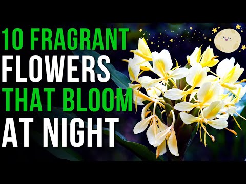 10 Fragrant Flowers That Bloom At Night | Night Blooming Flowers