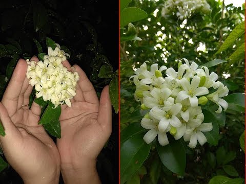 Видео: Муррая Улбар шар өнгийн мэлрэг цэцэг - Цэцэрлэгт улбар шар өнгийн мэлрэг цэцэг тариалж байна