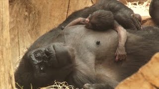 Infertile Gorilla Shocks Zookeepers With Surprise Delivery of Baby