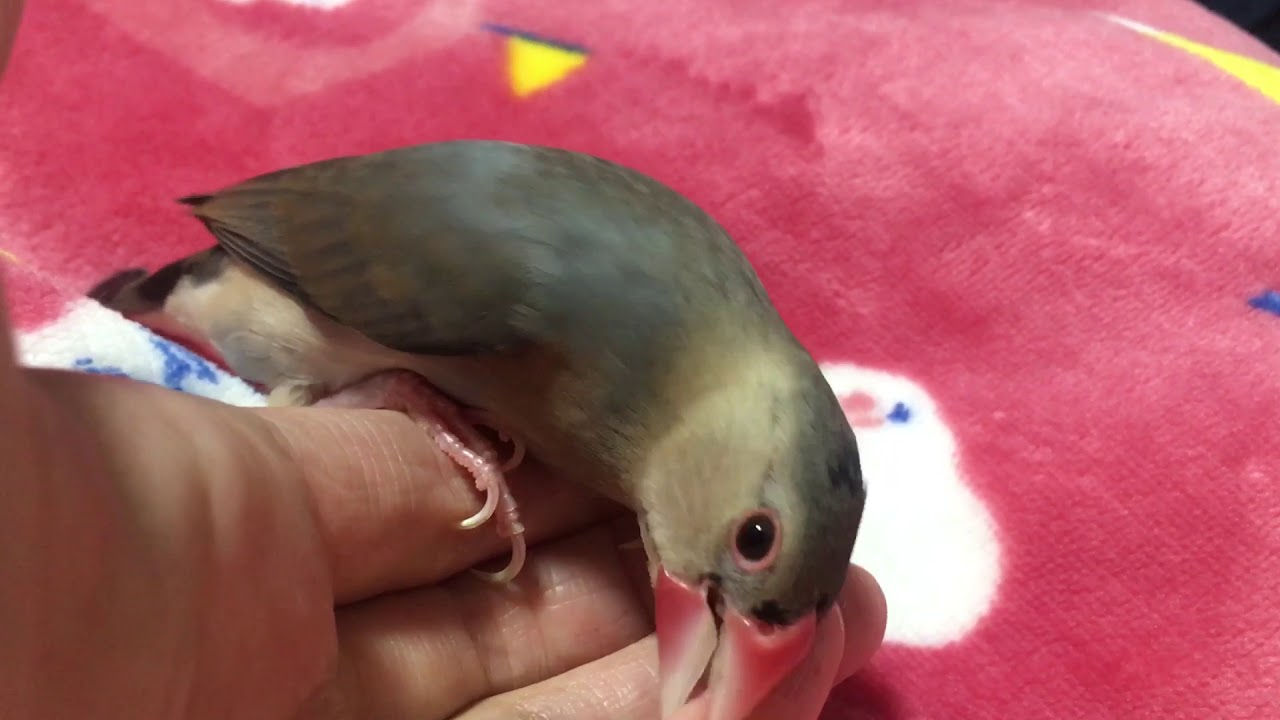 小指を噛むのが好きな桜文鳥あんこちゃん Youtube
