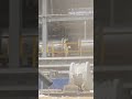 PRE-COM work 42" pipe Rapchar blowing🤯🤯🤯