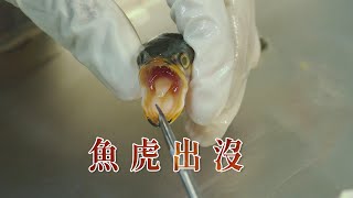 【外來種入侵】魚虎出沒注意！ (我們的島第1078集2020-10-26) 