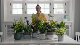 PETITTI | Houseplants That Grow Well in Low Light