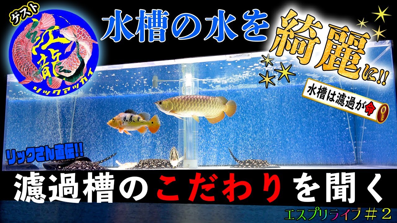 水槽の透明度は濾過槽に左右される 綺麗な水槽を作るためにはどうすればいいかリックさんに聞いてみました Youtube 水槽の透明度は濾過槽に左右される 綺麗な水槽を作るためにはどうすればいいかリックさんに聞いてみました Youtube