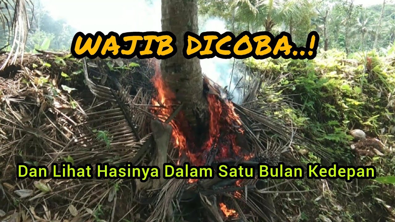 CARA MUDAH AGAR POHON KELAPA BERBUAH LEBAT