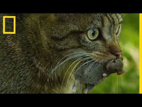 Vidéo: Les chats caracals sont des prédateurs habiles