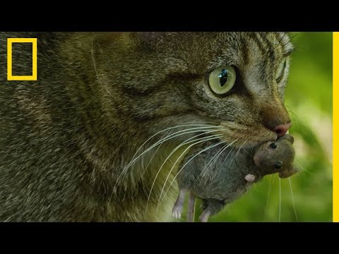 Vidéo: [Envoi Quotidien] Un Mystérieux Chat Sauvage Capturé En Vidéo - Matador Network