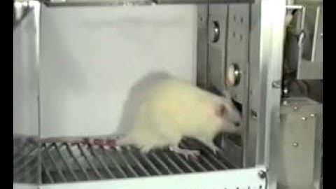 An example of a Skinner Box