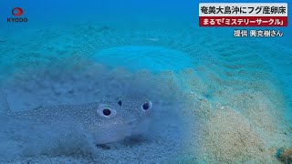 【速報】奄美大島沖にフグ産卵床 繁殖の季節、7月ごろまで