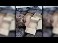 Brain Game for Dogs with just empty boxes!