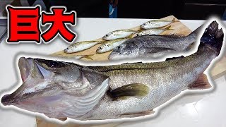 まな板からはみ出る巨大な魚の腹から｢アレ｣が出てきた・・