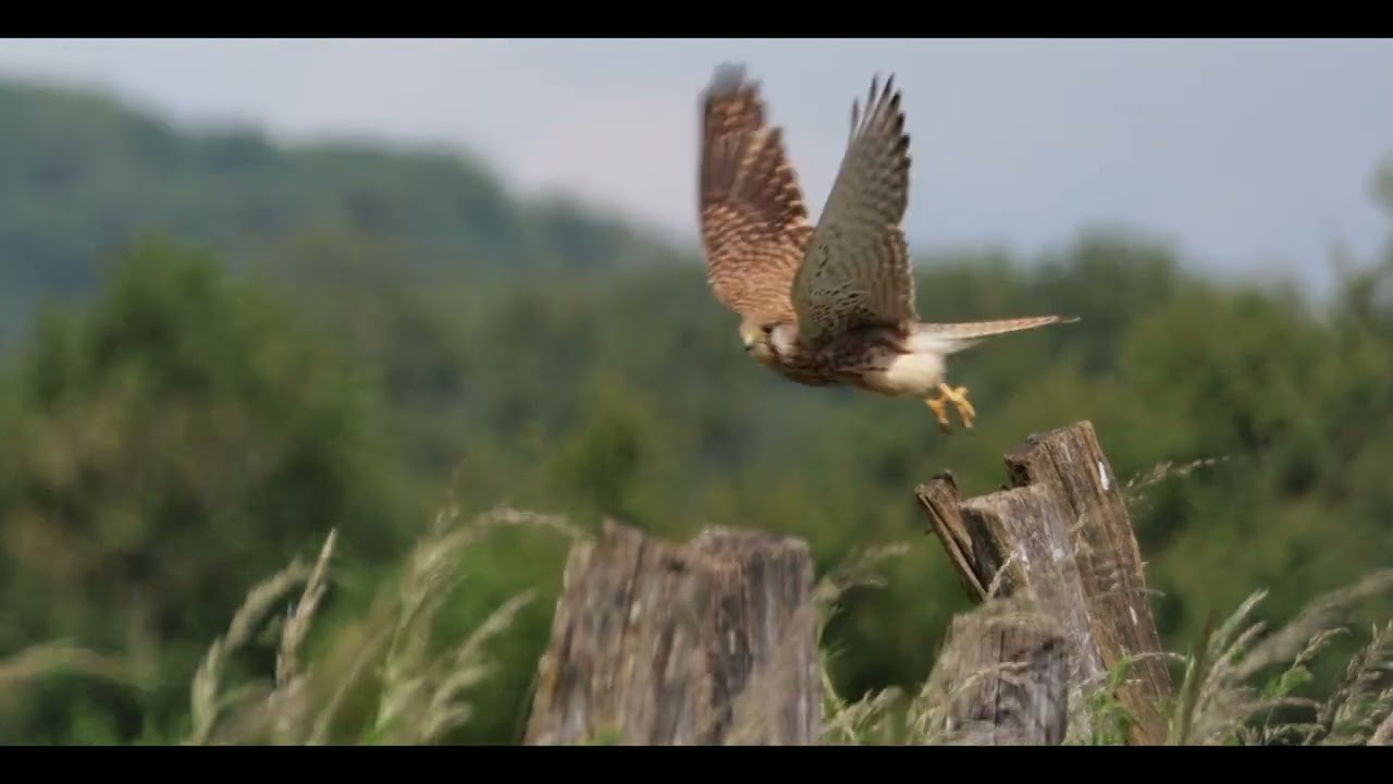 Billebaude parmi les Guêpiers d'Europe au bord de L'Ognon, entre Doubs et Haute-Saône.