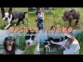 【日常】大人2人と愛犬5匹て、まるで動物園やないかい