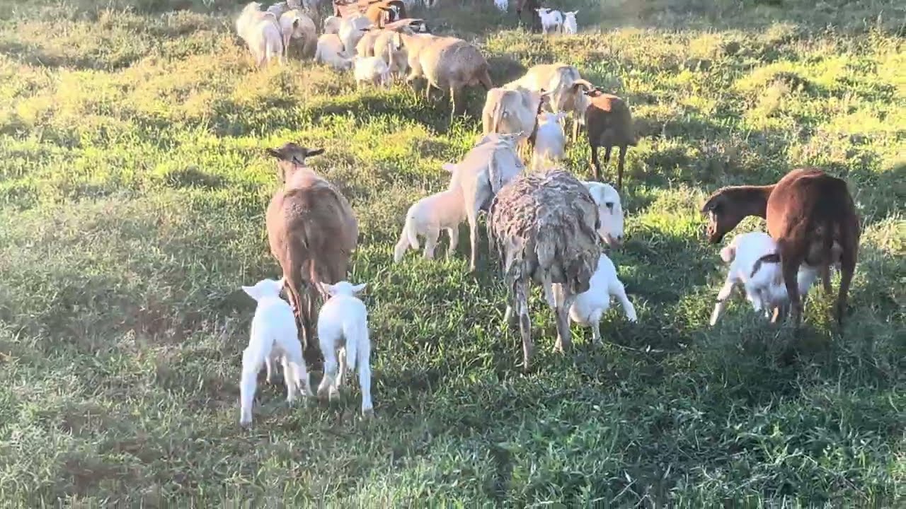 Íbamos a comenzar el ordeño de las ovejas, se quedó para otro día