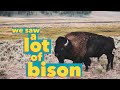 Where to see BEARS &amp; BISON in Yellowstone National Park | Lamar Valley | Full-Time RV Travel